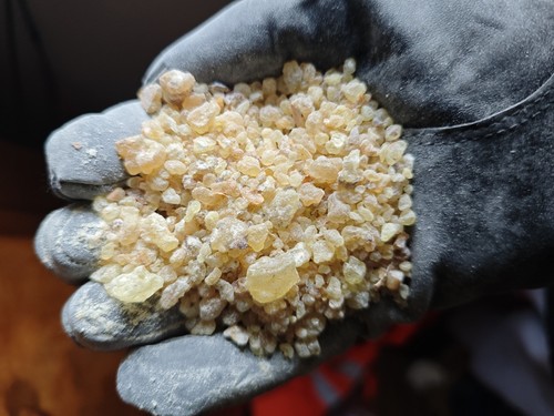 Boswellia frereana koptisches - frereana,